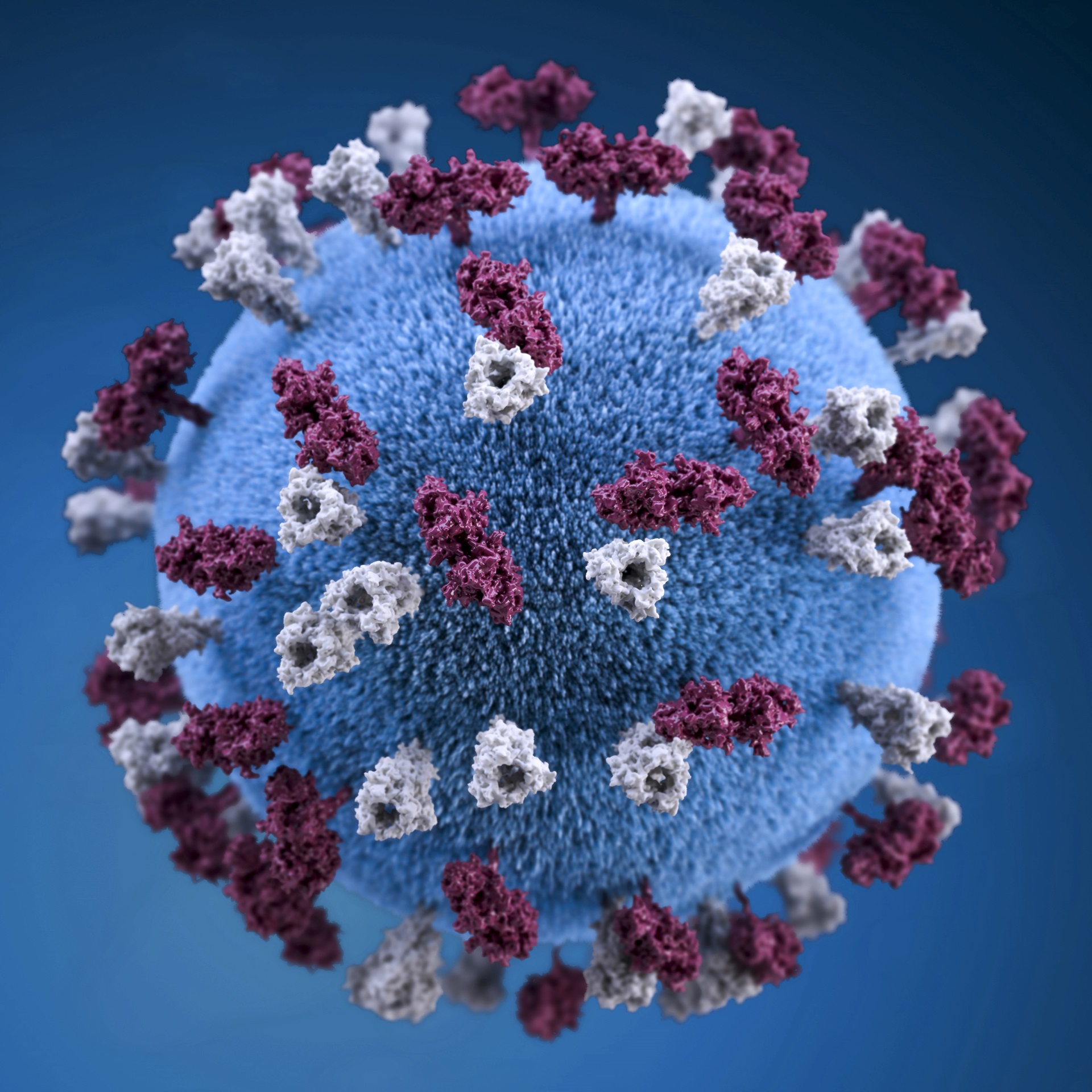 Graphic representation of measles virus Graphic representation of measles virus