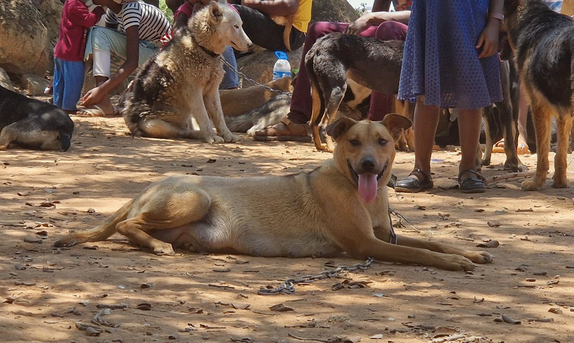 International Course on Rabies Surveillance and Control Zimbabwe