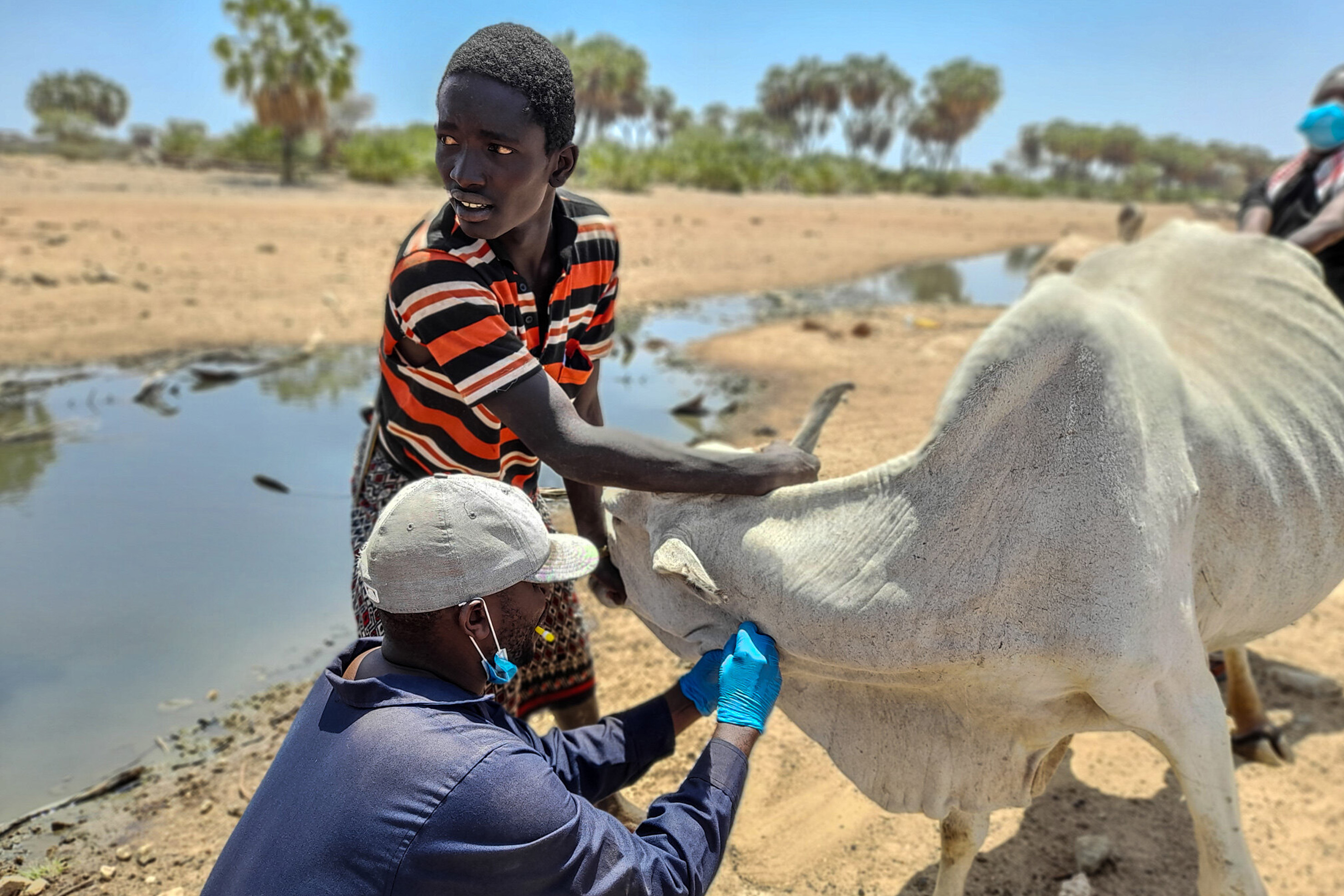 Blood sample collection from cattle Kenya Credit ILRI Geoffrey Njenga Blood sample collection from cattle Kenya Credit ILRI Geoffrey Njenga