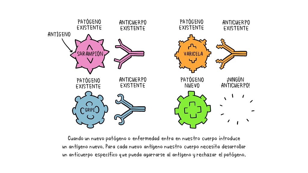 Vaccines Antibody illustration es