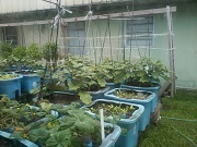 food_safety1 food_safety1